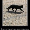 о котах