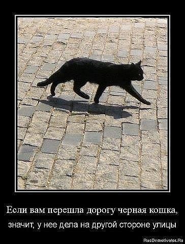 о котах