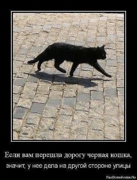о котах о котах