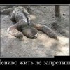 Лениво жить