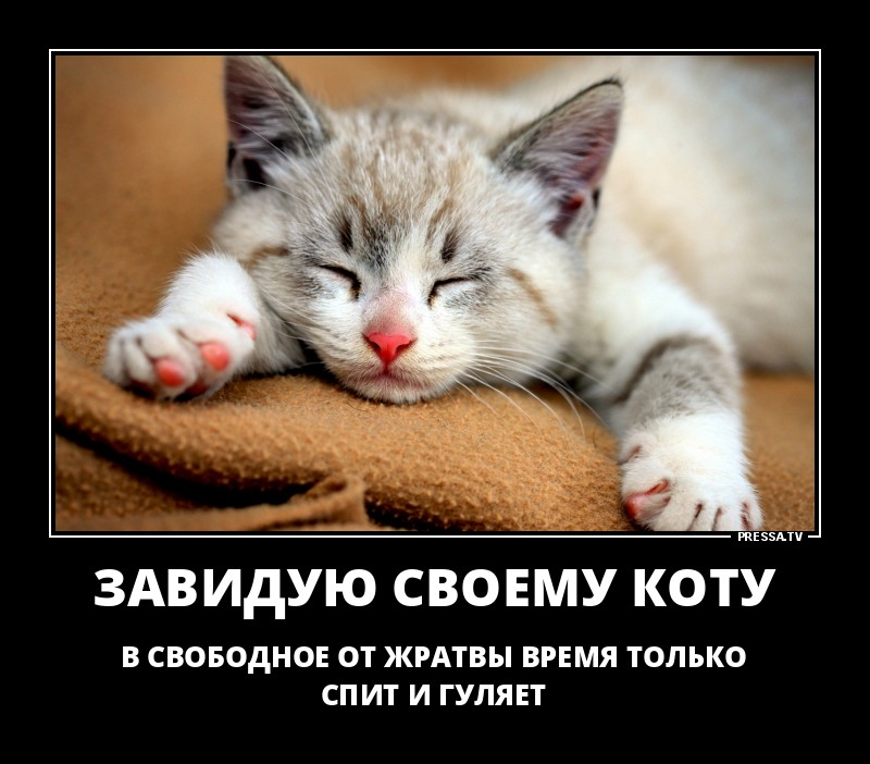 Завидую своему коту