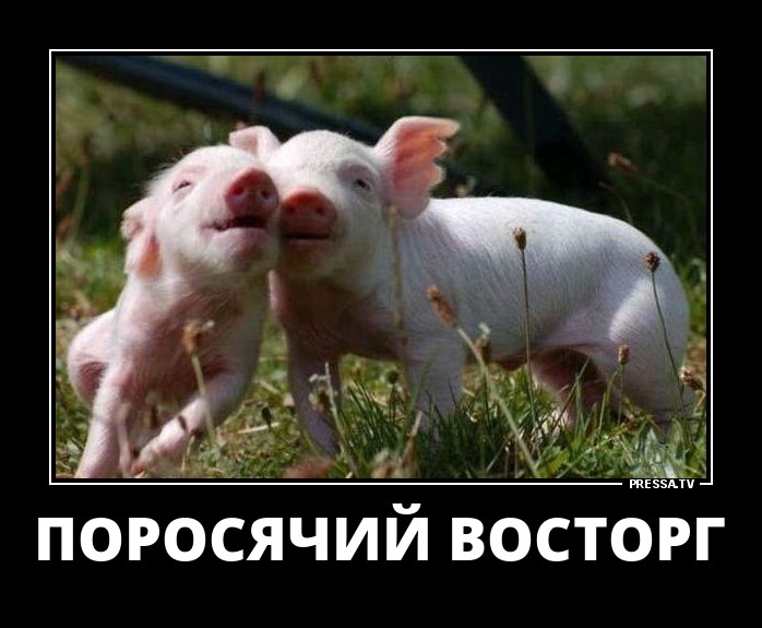 Поросячий восторг
