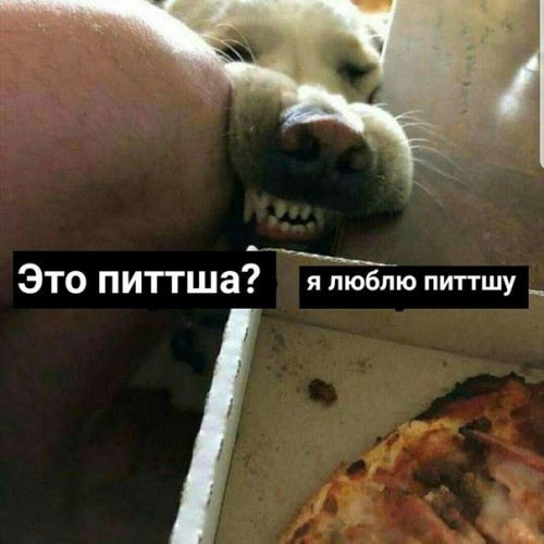 это питшша? я люблю питшшу!