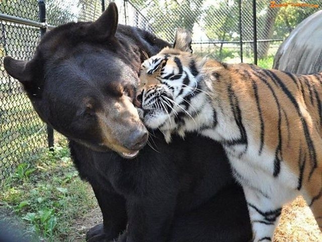 Нежность