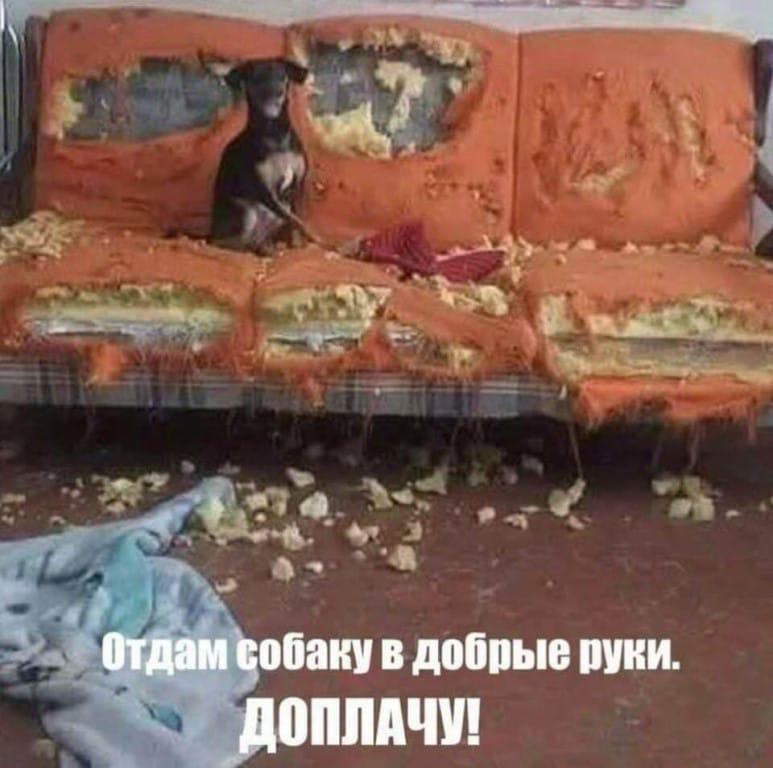 В добрые руки