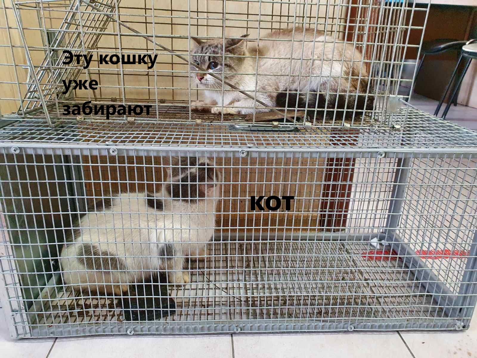 Волонтеры начали отлов кошек из подвала 88 кв-ла