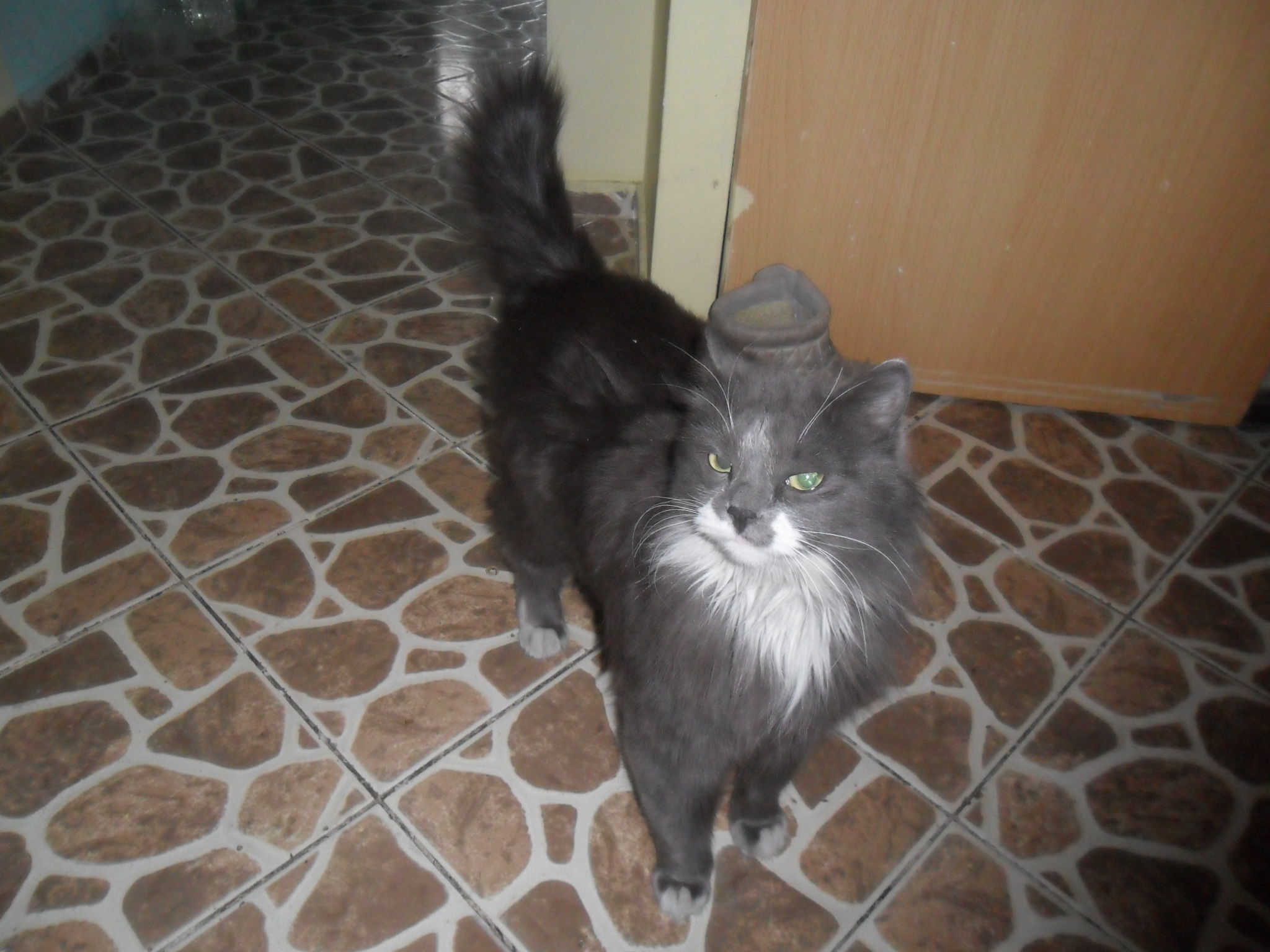 встречаю хозяйку