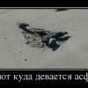 Куда девается асфальт Куда девается асфальт
