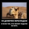 Не доверяю верблюдам