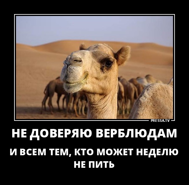 Не доверяю верблюдам