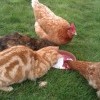Котэ