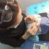 Окрашивание ресниц курс