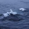 Снежный заяц-серфингист Снежный заяц-серфингист