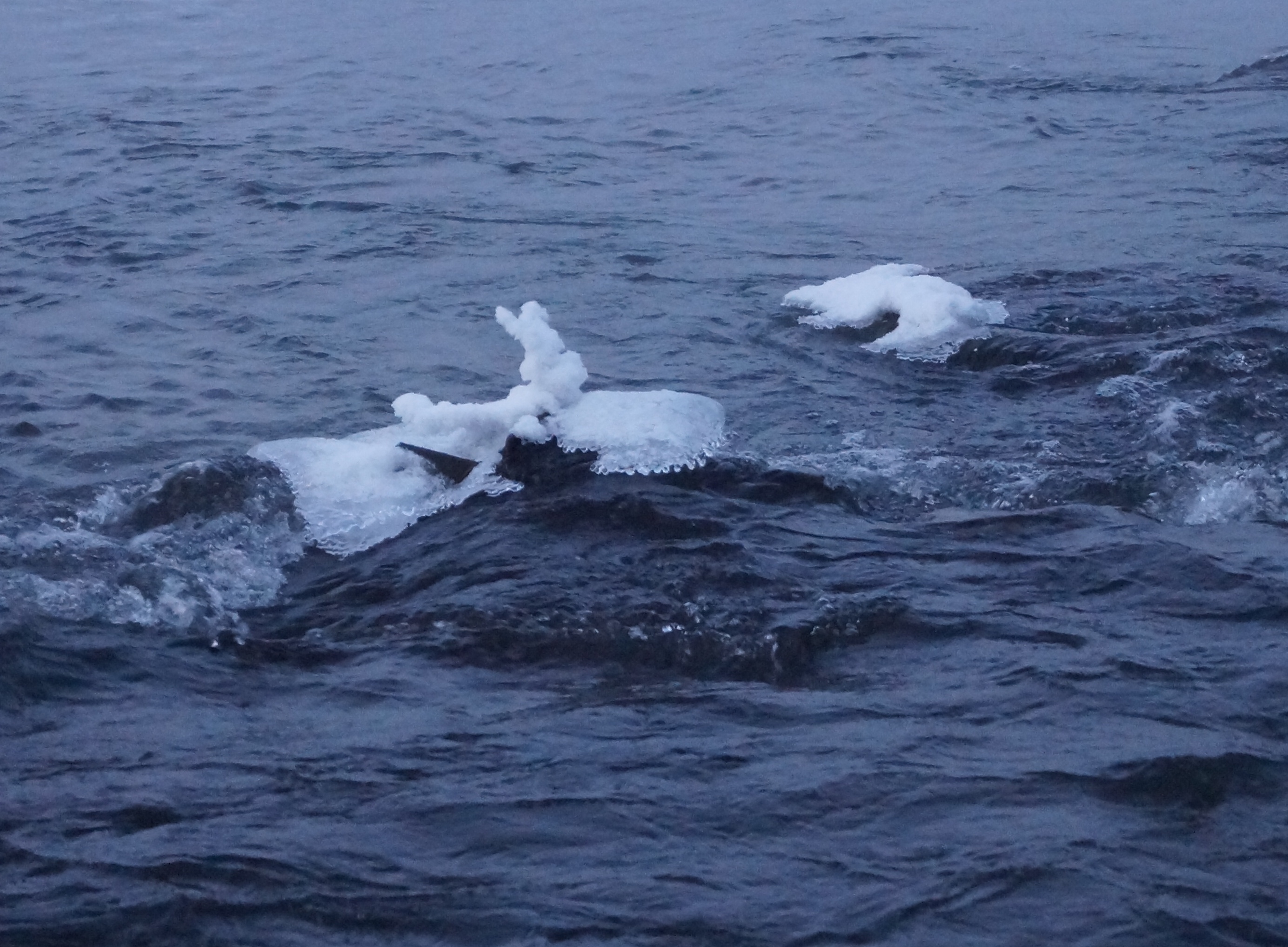 Снежный заяц-серфингист