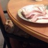 сальный шпийон))))))