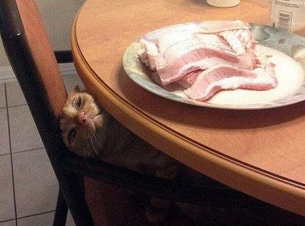 сальный шпийон))))))