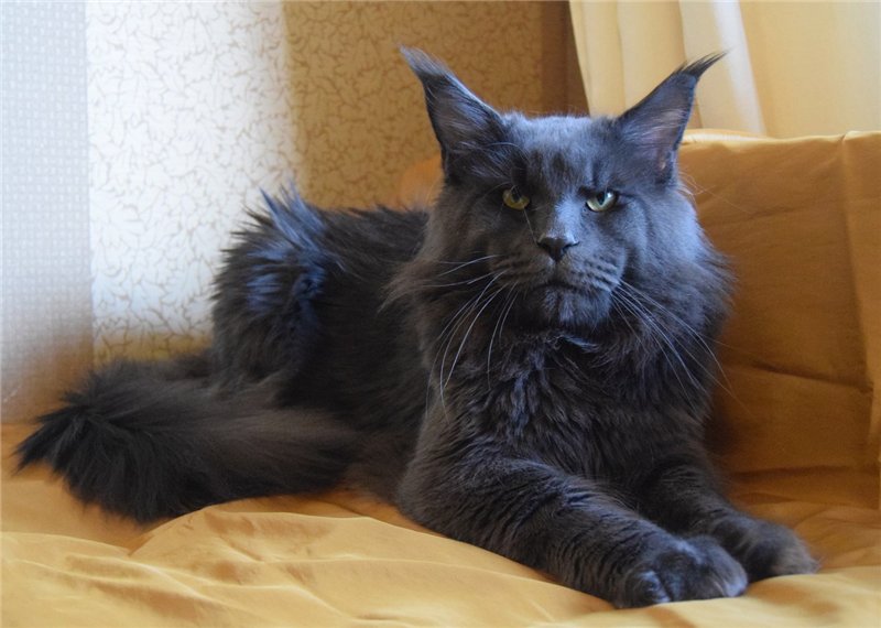 Очень добрый и нежный котик!