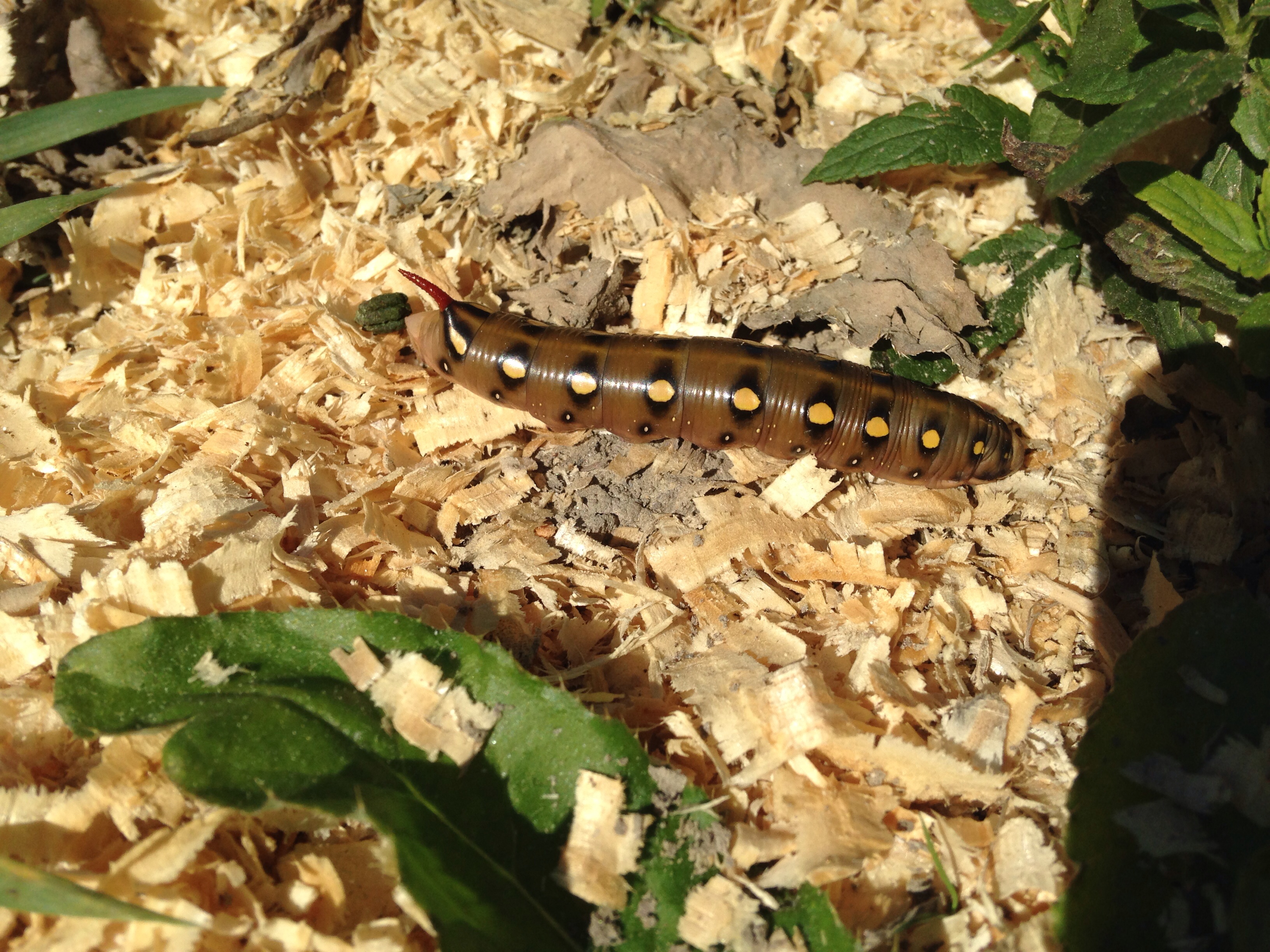 Что за монстр?!