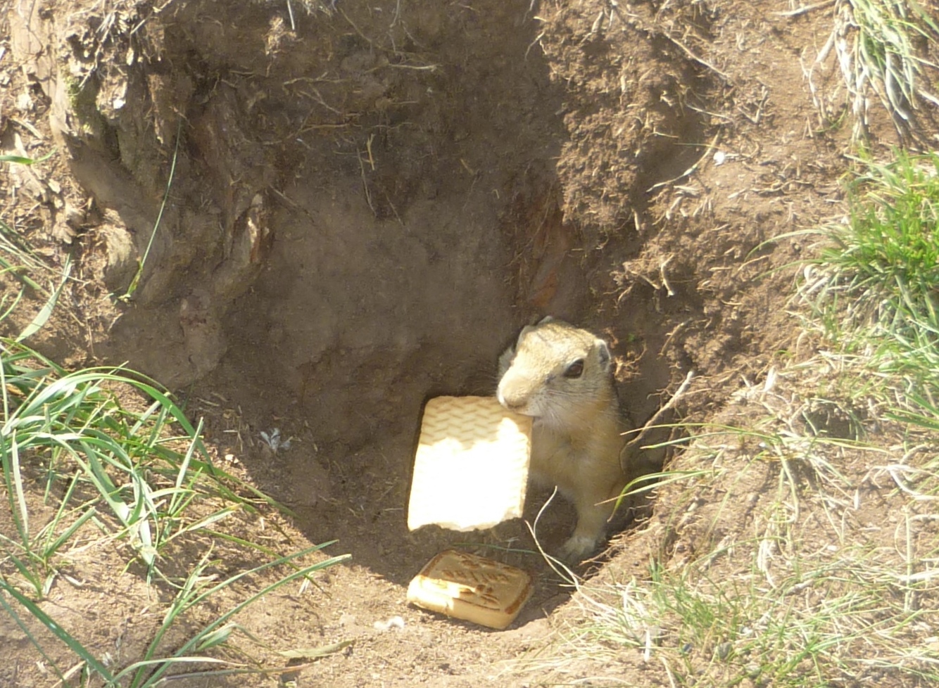 Суслики на Ольхоне