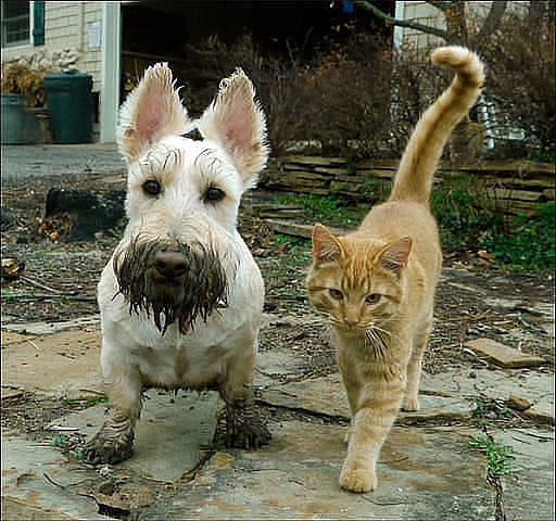 Забирайте!Я привёл эту свинюшку домой))