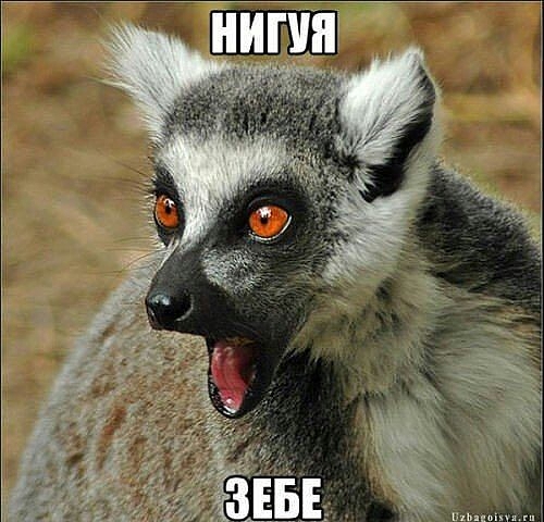 нигуя зибе!!!!