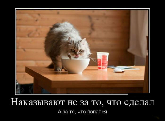 Попался