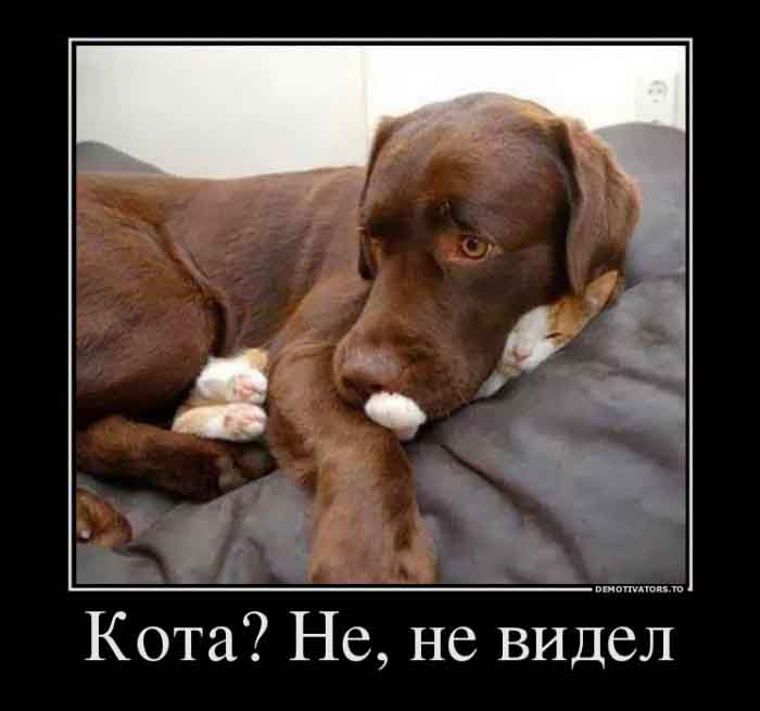 Котэ