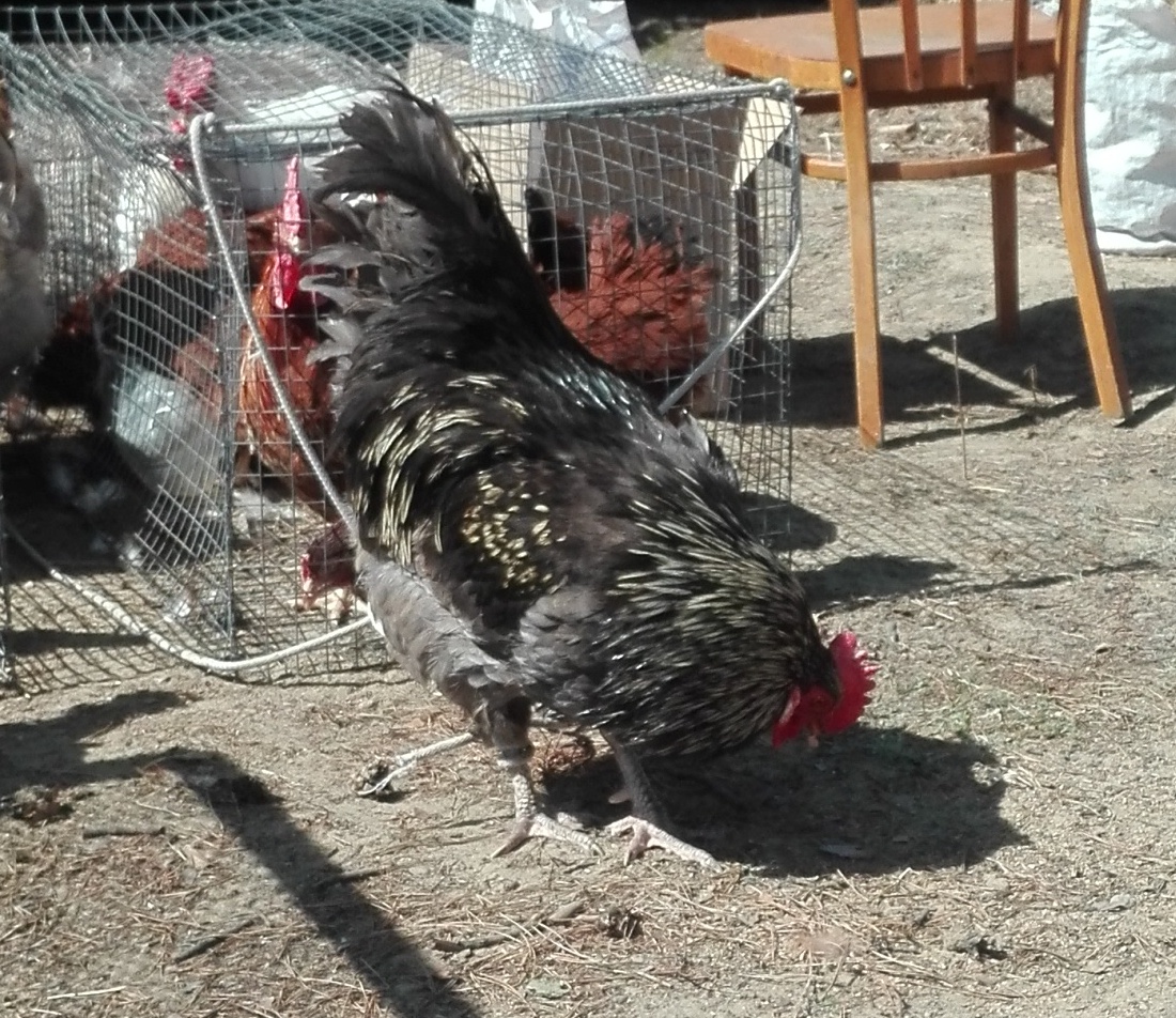 Петр Иванович