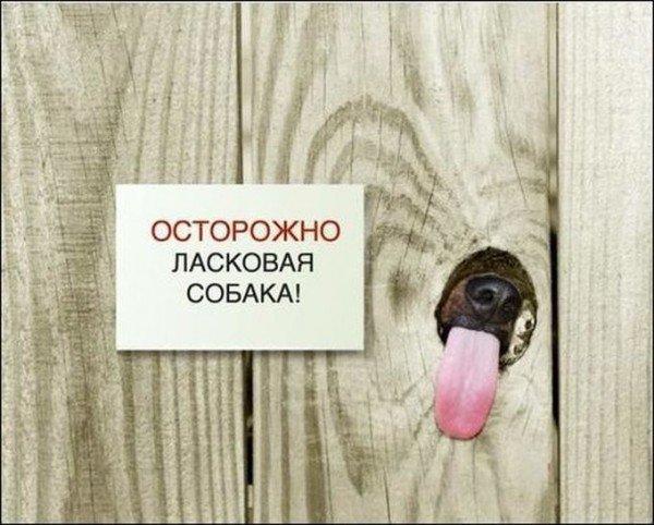Ласковая собака