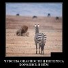 Чувства опасности и интереса
