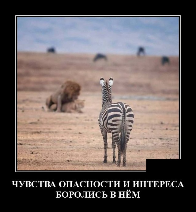 Чувства опасности и интереса