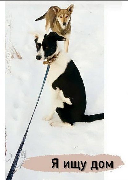 Лосяша ищет дом 