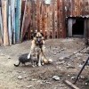 Кошка с собакой