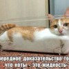 Котэ