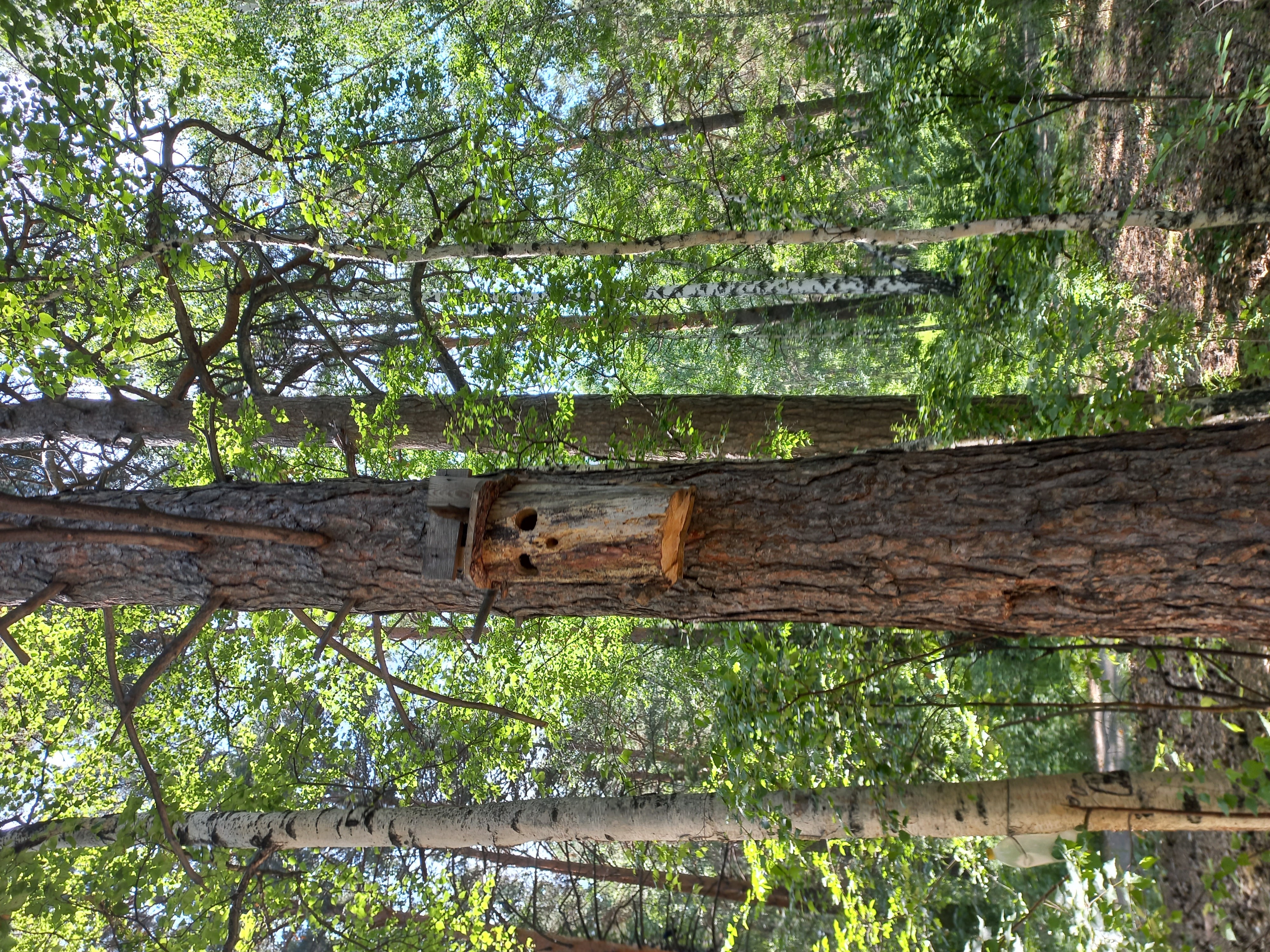 Скворешник)