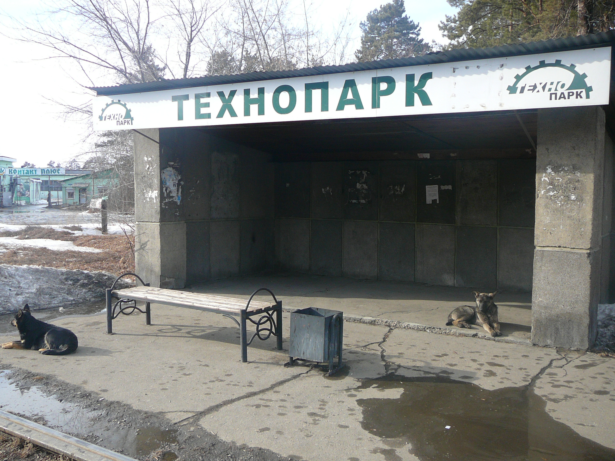 Бездомные собаки