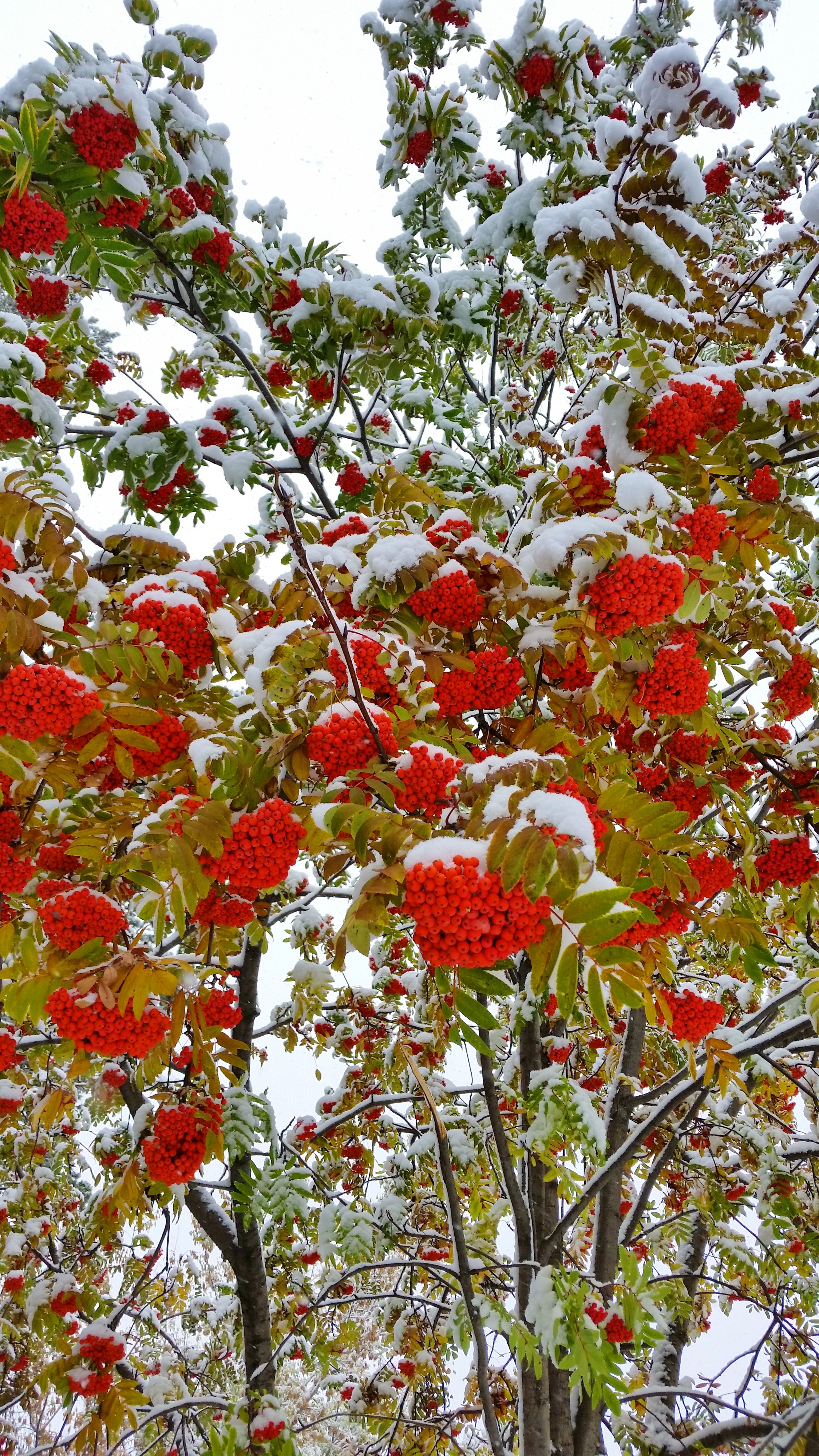 рябинка))))))