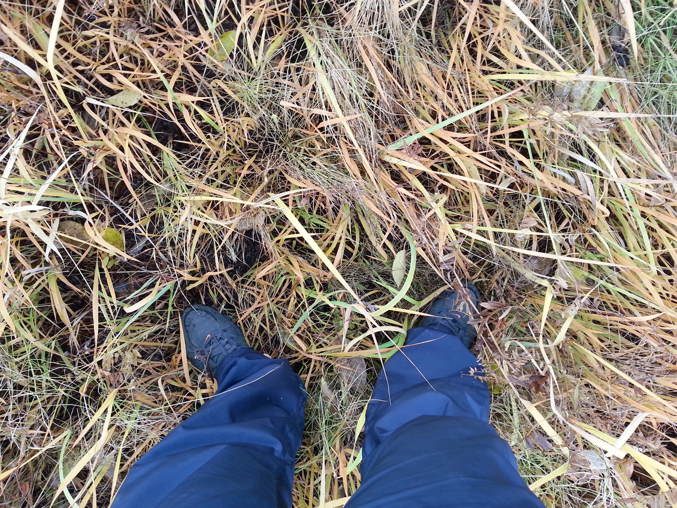 Сирёгины васкресные ноги коие попирают асенюю трову)))))