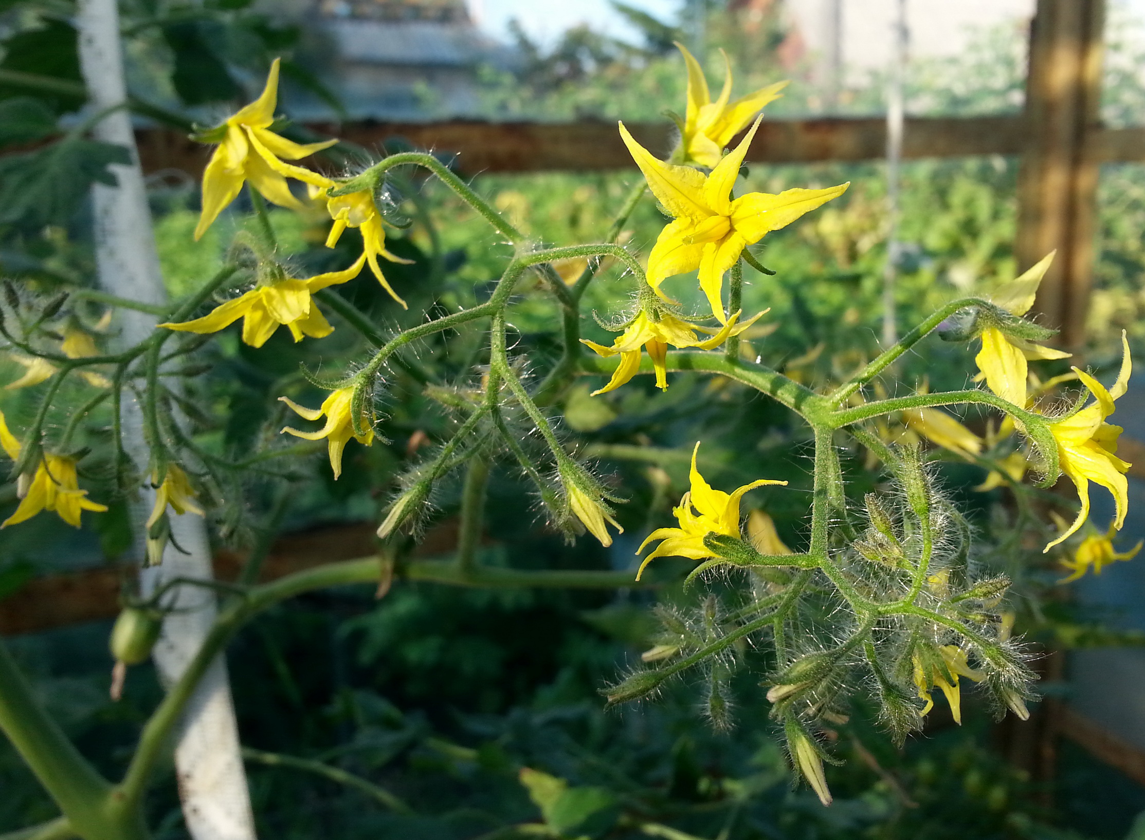 Памидорчег))))))