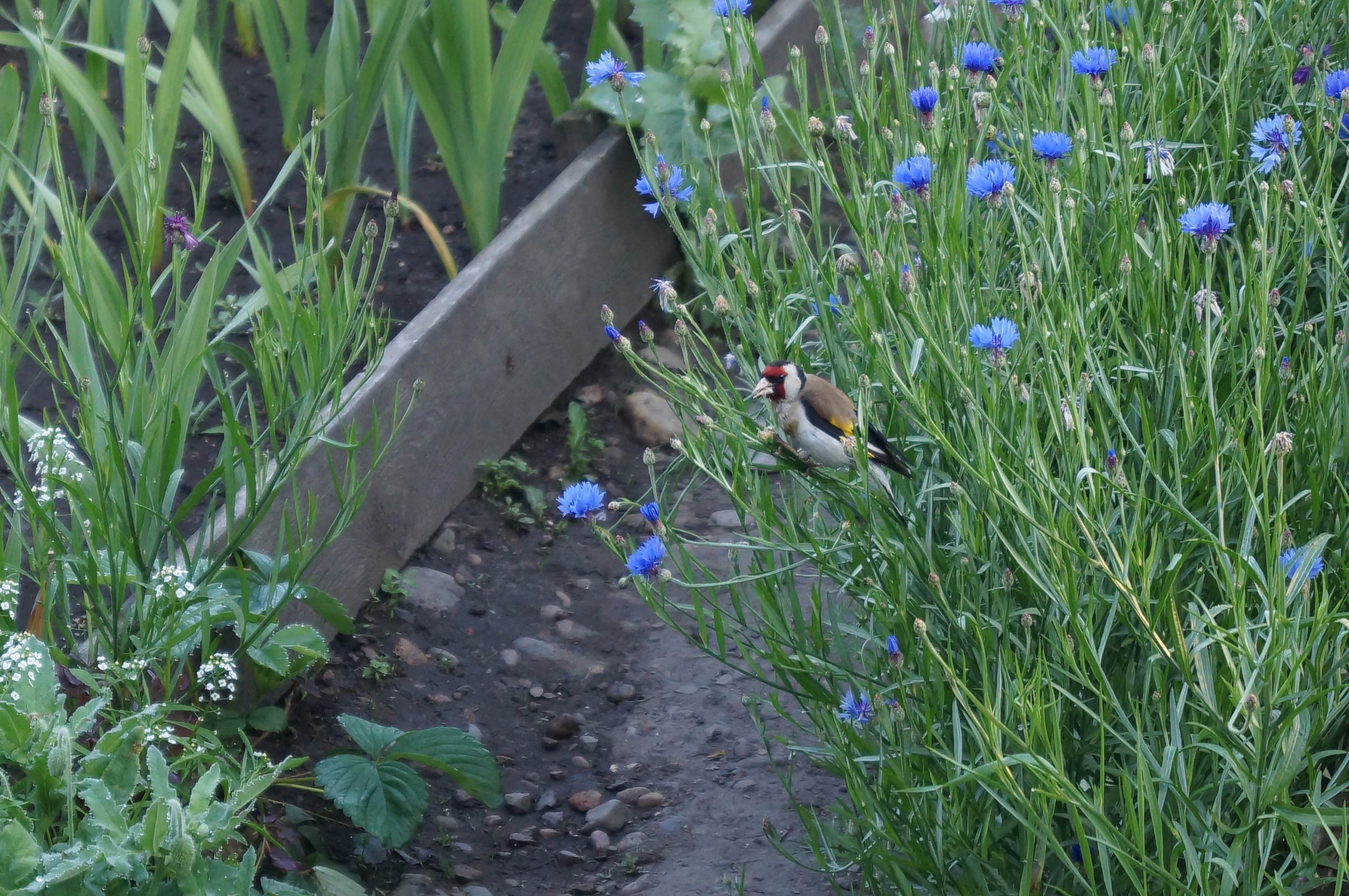 Щегол, коий пожирает семена васильков