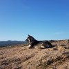 умеют ли собаки созерцать? умеют ли собаки созерцать?