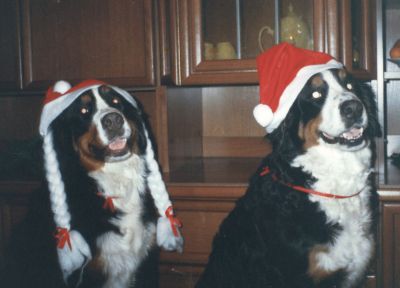 ,бернские зенненхунды