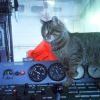 Котэ машинист1