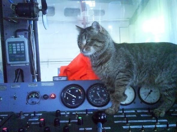 Котэ машинист1