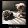 Ёжкин кот Ёжкин кот