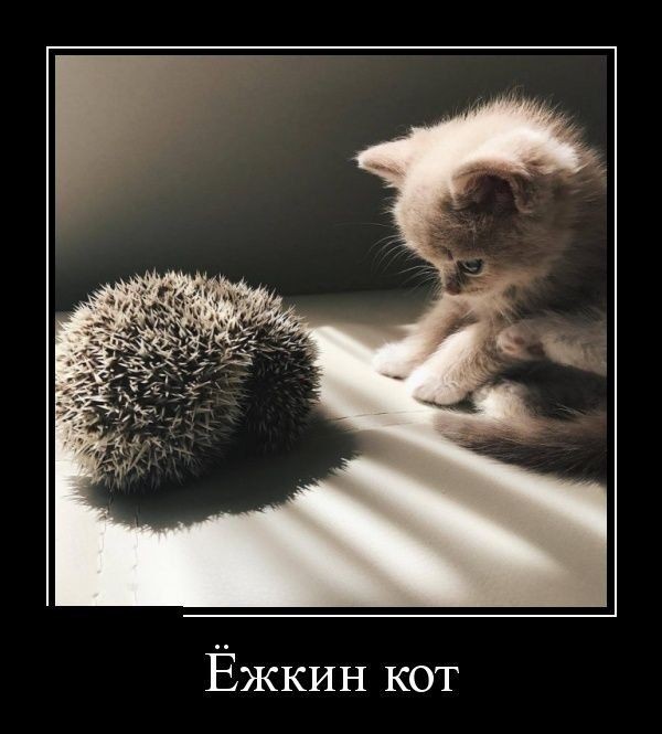 Ёжкин кот