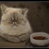 КоТфуций...