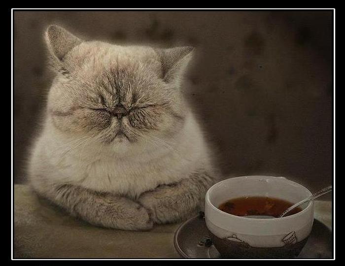 КоТфуций...