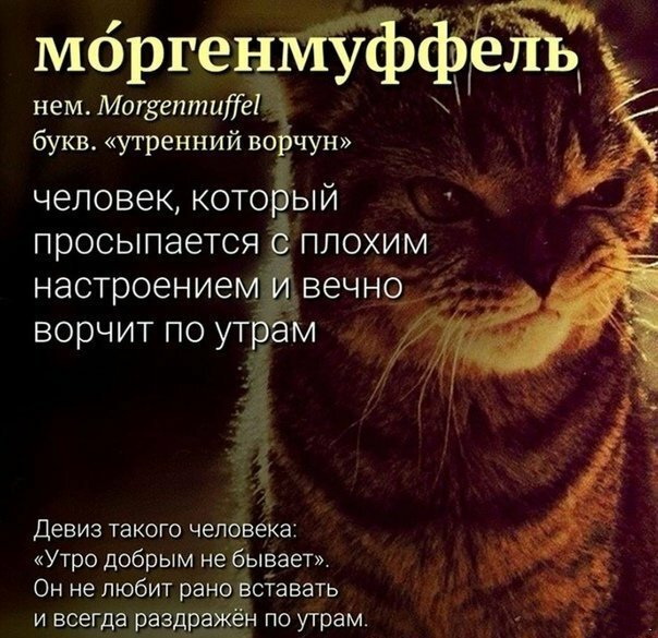 Моргенмуффель