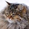 Котэ